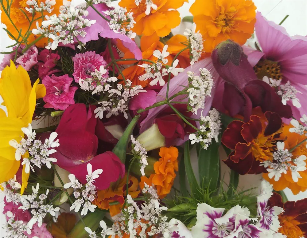 Fleurs comestibles et micro-pousses Radix